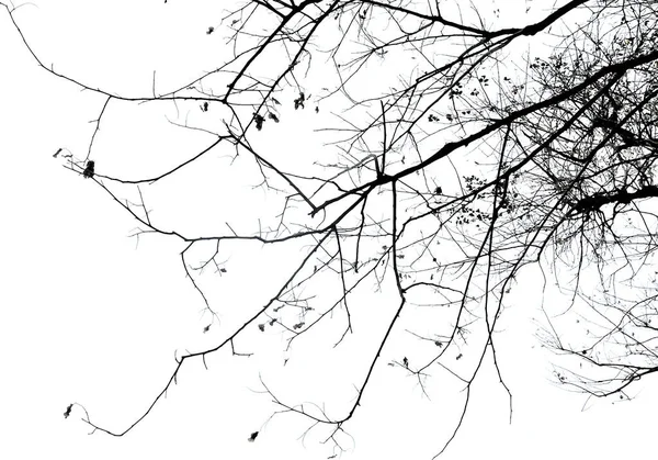Silueta stromu s bílou oblohou pozadí — Stock fotografie