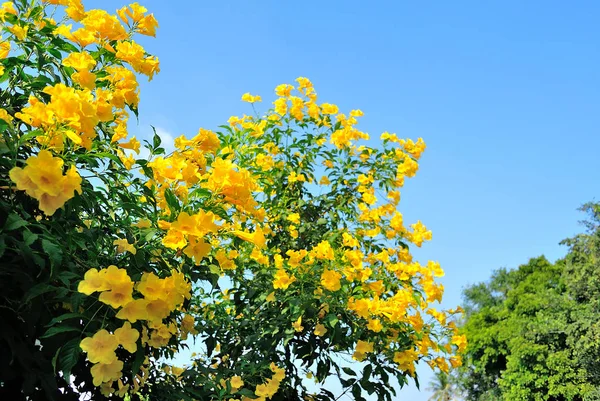 Fiore di tromba giallo fioritura con sfondo cielo blu — Foto Stock