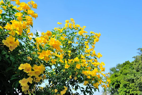 Gul trompet-blomst blomstrende med blå himmel baggrund - Stock-foto