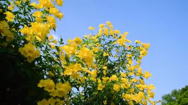 Yellow trumpet-flower blooming with blue sky background — Stock Video