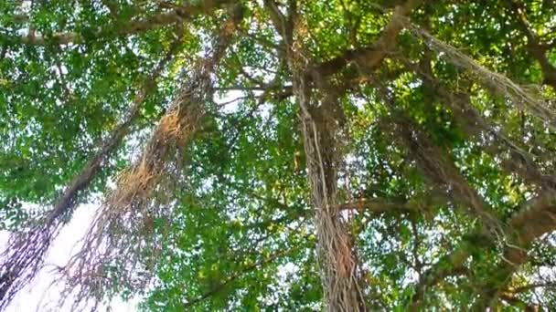 Banyan arbre avec de longues racines aériennes suspendues — Video