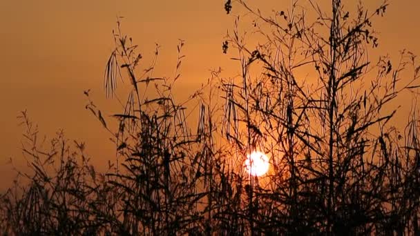 Небо заходу сонця з силуетом рослини — стокове відео
