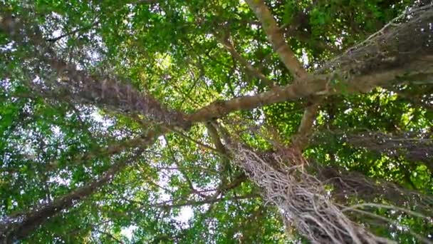 20191108cx-Under Banyan Tree en veel luchtwortel-03 — Stockvideo