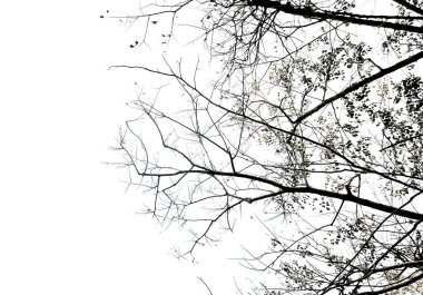 Beyaz gökyüzü arkaplanlı ağaç silueti