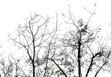 Beyaz gökyüzü arkaplanlı ağaç silueti