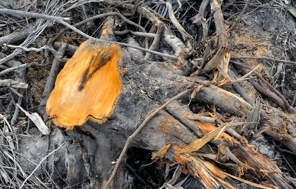 Cross section of wood, Cut the tree — Stock Photo, Image