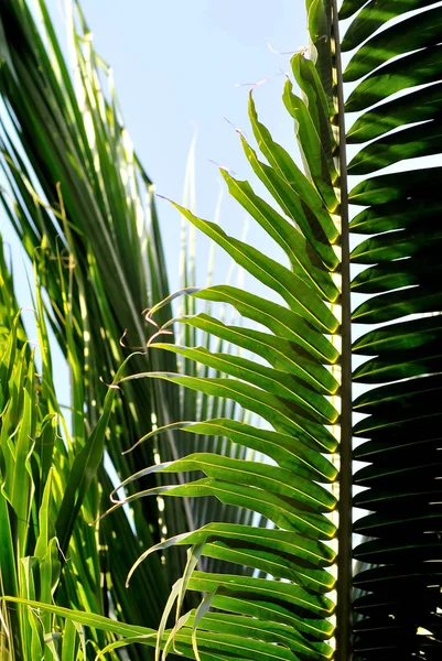 Zbliżenie liści kokosowych, tło natury — Zdjęcie stockowe