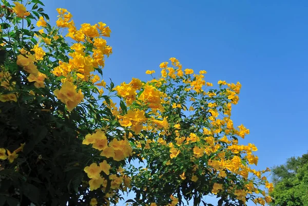 Trompete amarelo flor florescendo com fundo azul céu — Fotografia de Stock