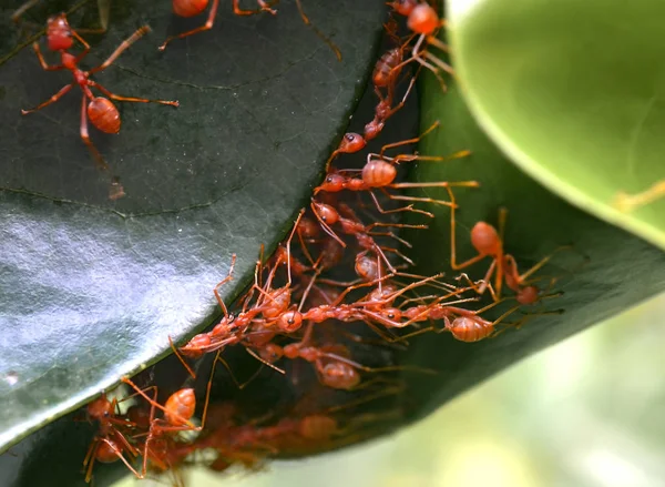 Hormigas verdes construyen nido en árbol — Foto de Stock