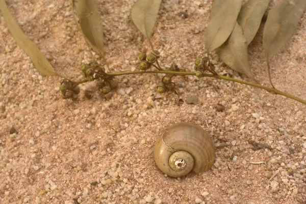 Abstract shell and dried tree on sand background — Stock Photo, Image