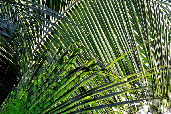Close up de folha de coco, Fundo da natureza — Fotografia de Stock
