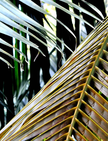 Kurutulmuş hindistan cevizi yaprağını kapat, doğa arka planı — Stok fotoğraf