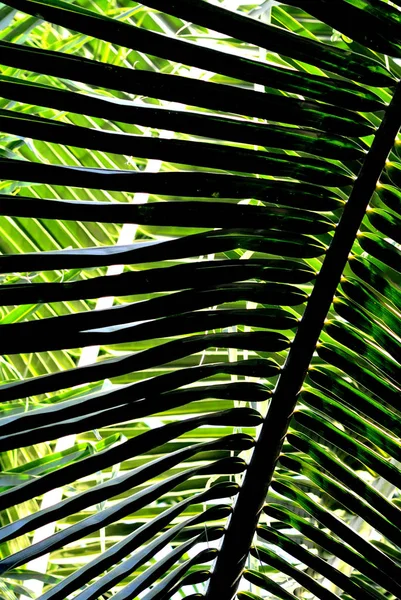 Primer plano de la hoja de coco, Fondo de la naturaleza —  Fotos de Stock