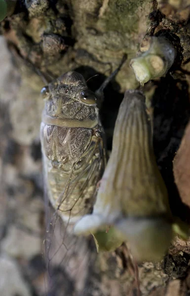 Cicada climbing to the tree, ready for mating — Stock Photo, Image