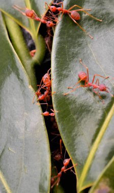 Yeşil ağaç karıncaları ağaçta yuva yapar