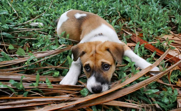 Young dog lay on meadow with dried coconut leaf — Stock Photo, Image