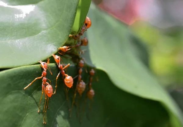 Hormigas verdes construyen nido en árbol — Foto de Stock