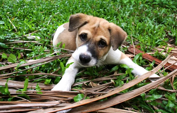 Young dog lay on meadow with dried coconut leaf — Stock Photo, Image