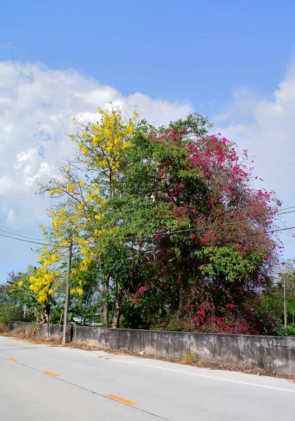 Belle fleur colorée fleurissant à l'arbre à côté de la rue — Photo