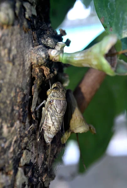 Cicada subiendo al árbol, lista para aparearse — Foto de Stock