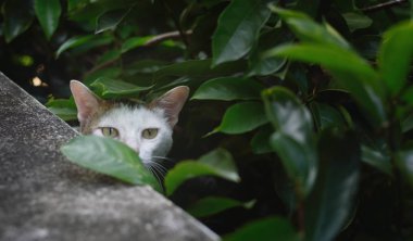 Kedi bahçede saklanıyor, yakın çekim.