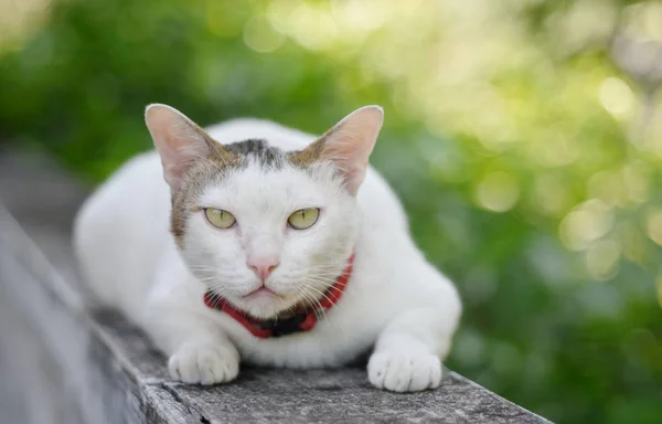 Djurporträtt, Katt låg på betong och tittade på kameran — Stockfoto