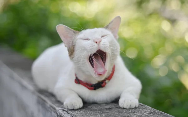 Yawning cat on balcony concrete with bokeh background — Stock Photo, Image