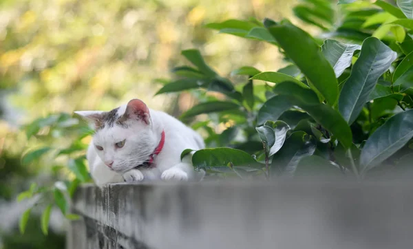 Gato deitado em concreto e olhando para baixo — Fotografia de Stock