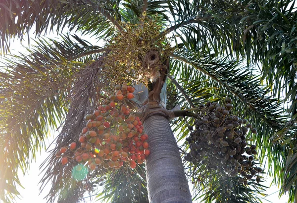 Betel nut palm, Low angle view with lens flare — Stock Photo, Image