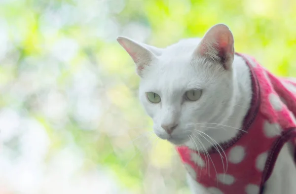 Yeşil bokeh arkaplanlı kedi suratlı portreyi kapat — Stok fotoğraf