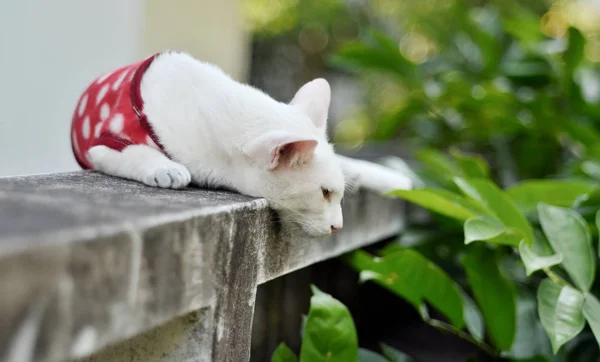 Porträt einer weißen Katze mit rotem Tuch, die vom Beton herabblickt — Stockfoto