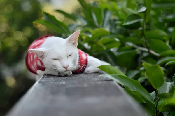 붉은 옷을 입고 콘크리트 벽에서 잠을 자고 있는 흰 고양이의 사진 — 스톡 사진