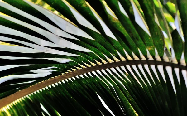 Foglia di cocco verde concentrata al centro — Foto Stock