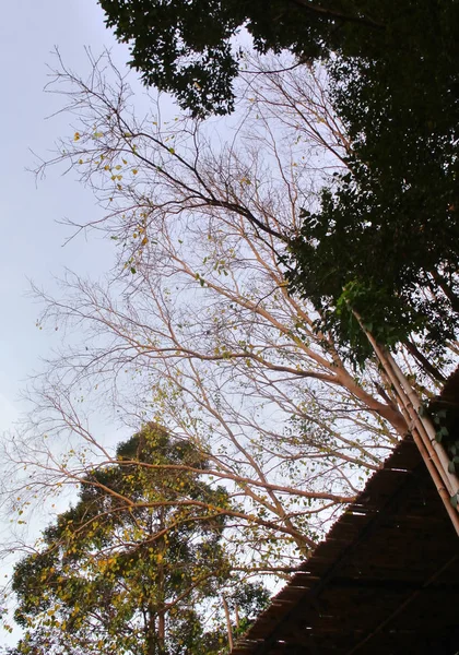 Canopy árvore com fundo céu — Fotografia de Stock