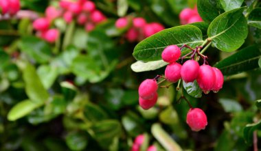 Bengal-kuş üzümü, Carandas-Erik, Karanda veya Carunda meyve