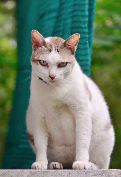 Porträt einer dicken Katze auf dem Balkon — Stockfoto