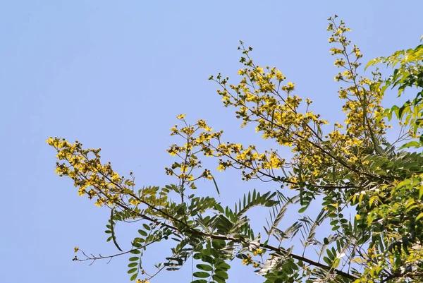 Cassia-Blume blüht auf Baum — Stockfoto