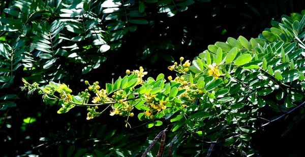 Cassia fleur fleurir sur l'arbre — Photo