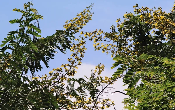 Ανθός από άνθη Κάσια στο δέντρο — Φωτογραφία Αρχείου