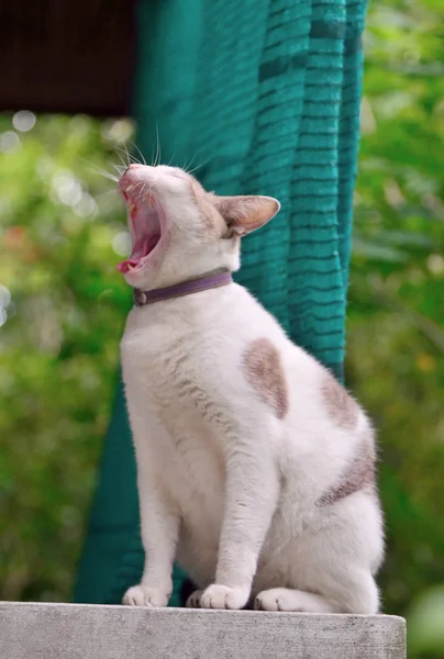 Kattgäspning med vidöppen mun på balkongen — Stockfoto