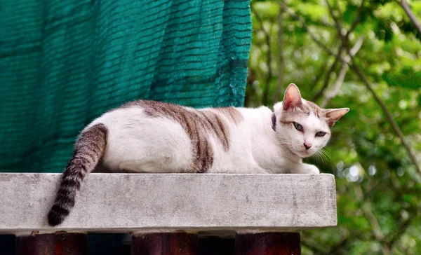 발코니에 누워 있는 고양이 — 스톡 사진