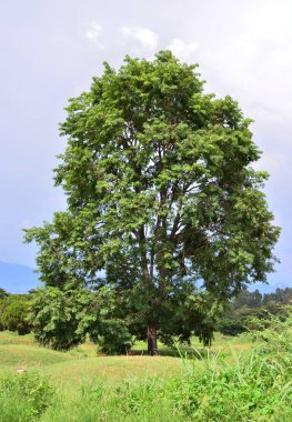 Taze mavi arkaplanı olan büyük ağaç tarlada