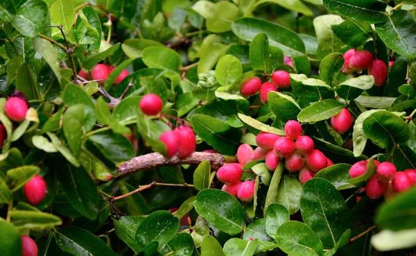 Courants du Bengale, fruits Carandas-prune, Karanda ou Carunda — Photo