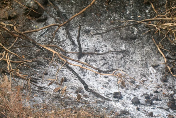 Ash on ground in forest close up background — 스톡 사진