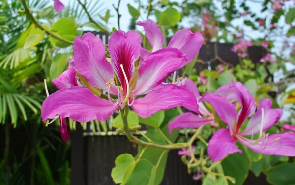 Blomma av lila bauhinia, Phanera purpurea — Stockfoto