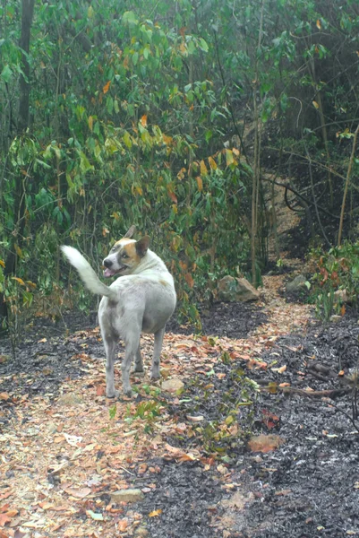 Herrelös hund i skogen, Vänd dig om och titta på kameran — Stockfoto