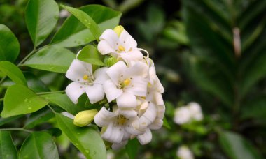 Ağaçta açan portakal çiçeği.