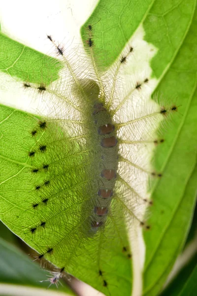 Caterpillar of the Common Gaudy Baron fluture on on green leaf — Fotografie, imagine de stoc