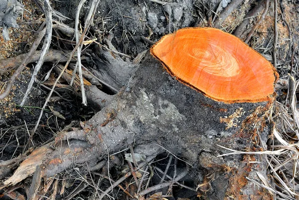 Sección transversal de madera, Cortar el árbol —  Fotos de Stock