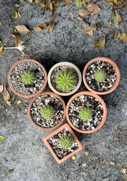 Petit cactus en pot de fleurs sur terre avec des feuilles séchées — Photo